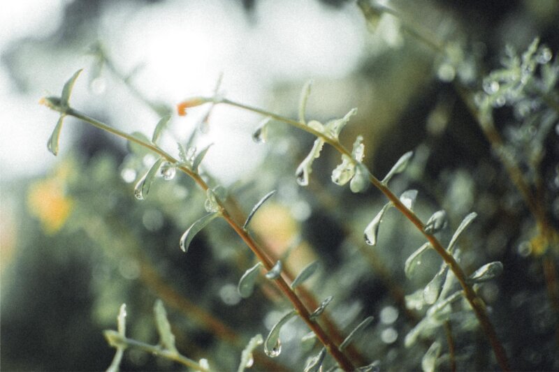 24節氣 清明 梅雨時節