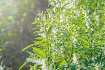 芝麻 清晨西港芝麻田開花 新譯漢方 麻油