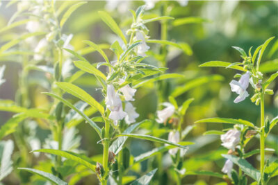 芝麻田 芝麻開花