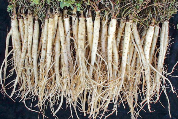 中藥材黨蔘 是多年生纏繞性草本植物的根部